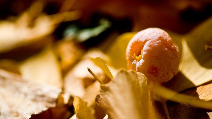 生の銀杏の実とイチョウの葉の画像
