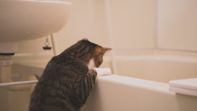 お風呂のバスタブを覗き込む猫の画像