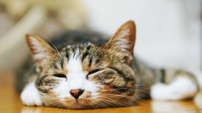 床暖房に気持ちよさそうに寝る猫の画像