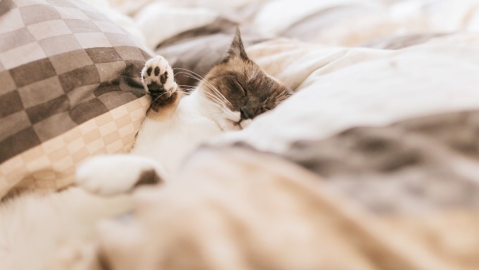 布団に寝る猫の画像